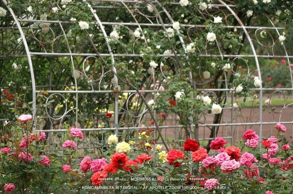 🌳 어린이의 나라(코도모노쿠니) 이미지 9